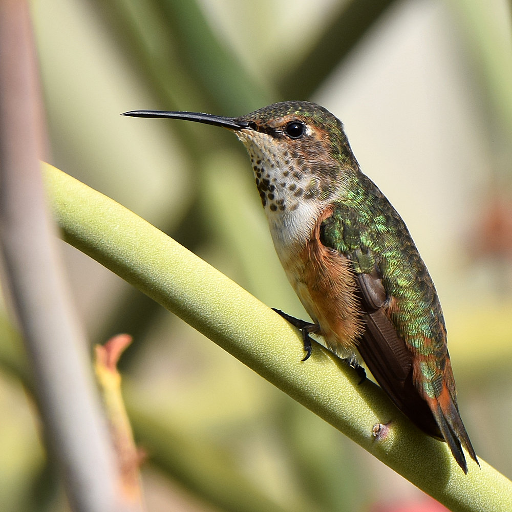 Hummer5.jpg