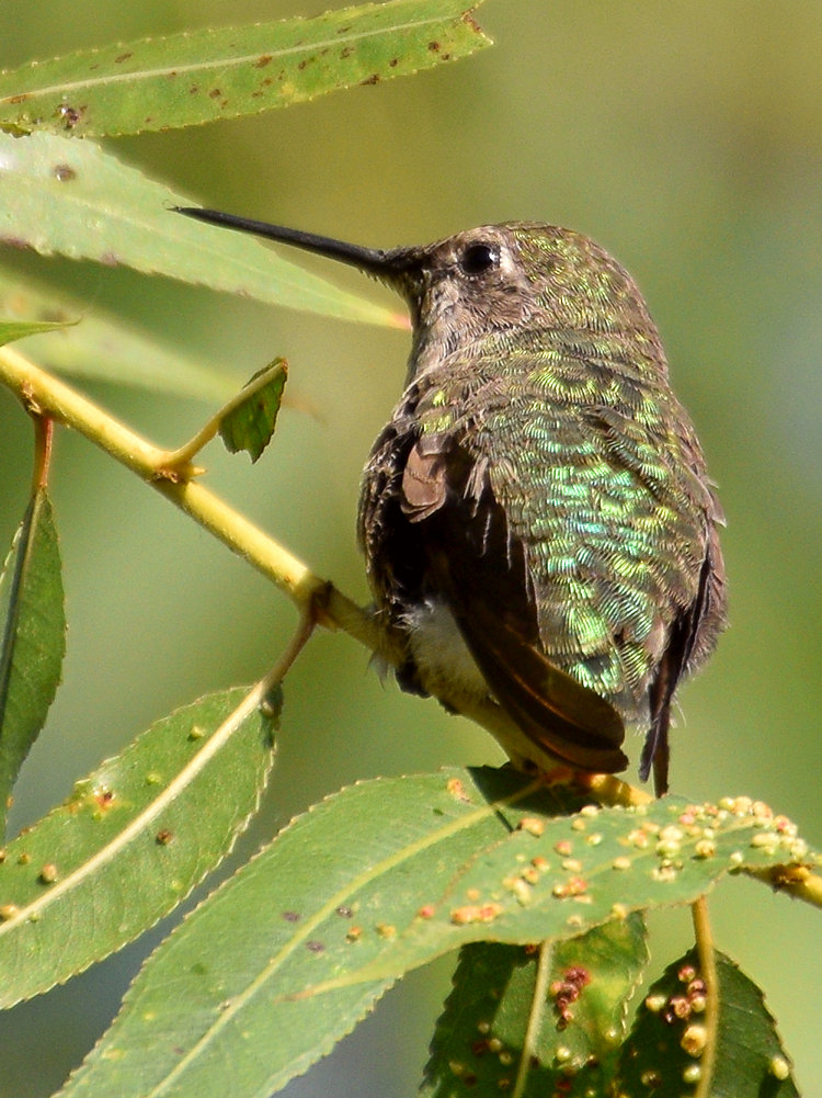 Hummer5.jpg