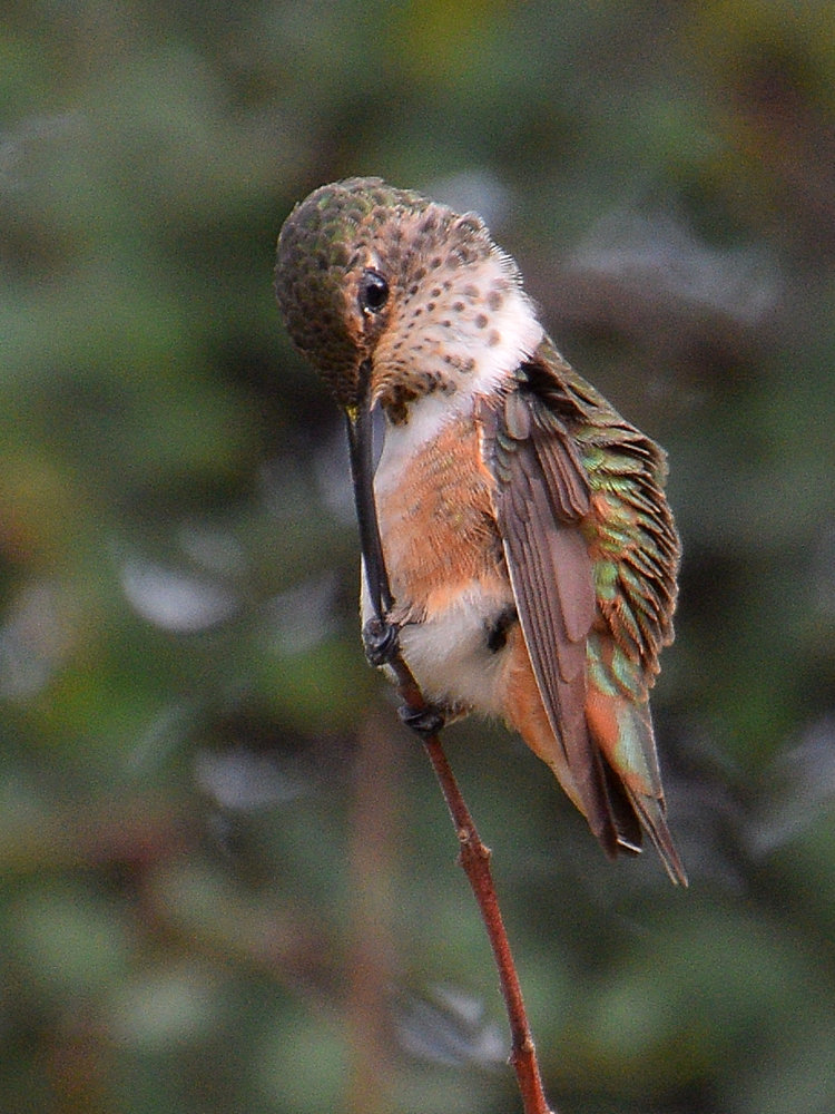 Hummer5.jpg