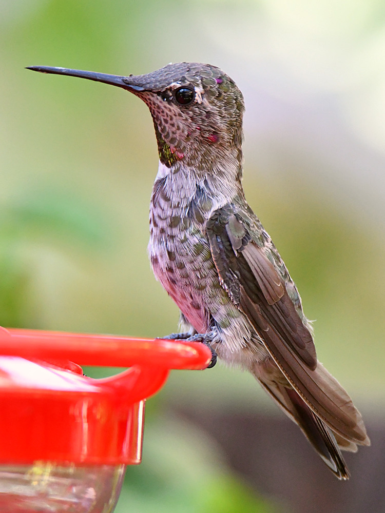 Hummer5.jpg