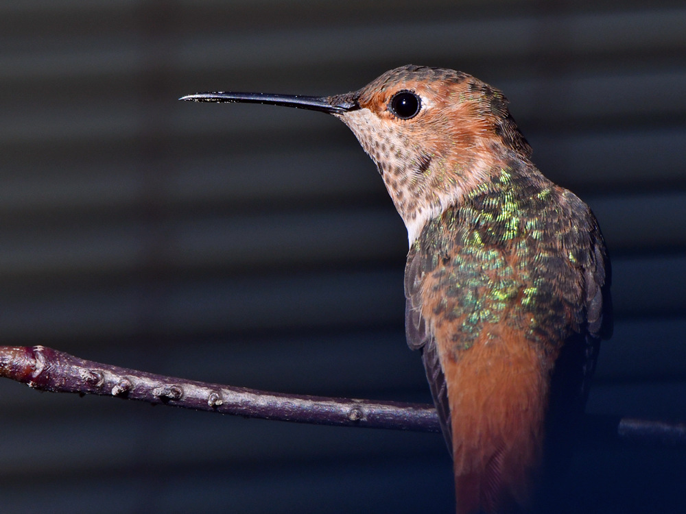 Hummer5.jpg