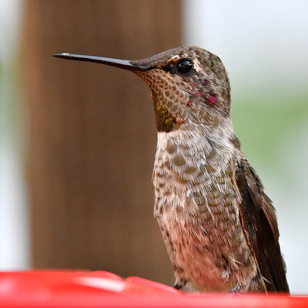 Hummer5.jpg