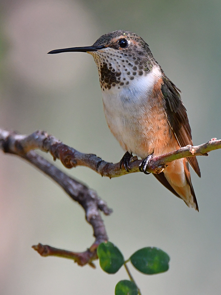 Hummer5.jpg