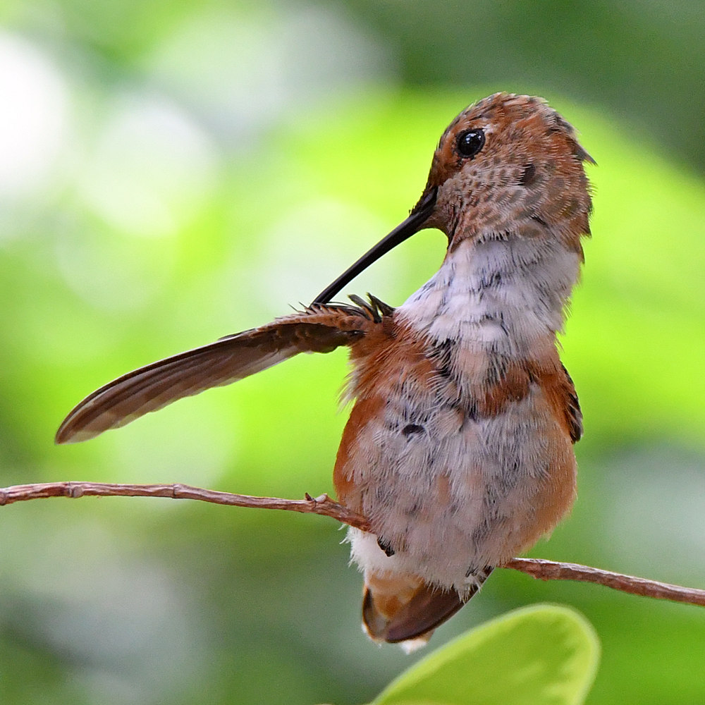 Hummer5.jpg