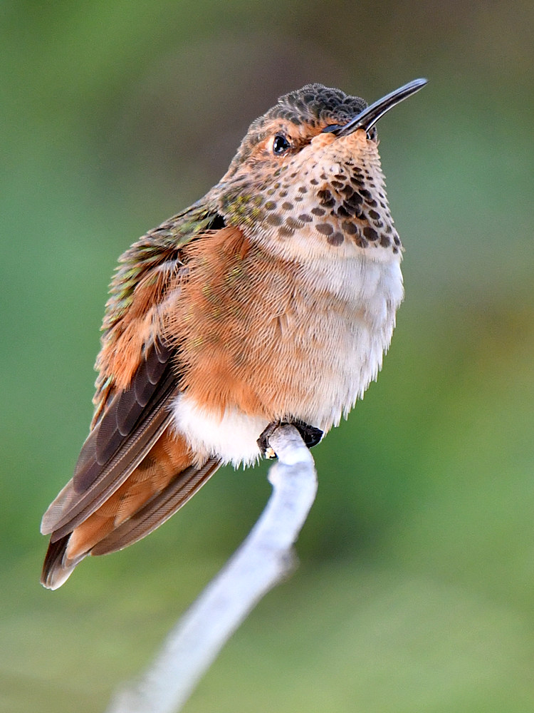 Hummer5.jpg