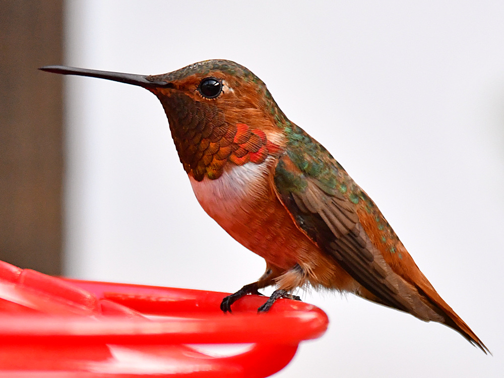 Hummer5.jpg