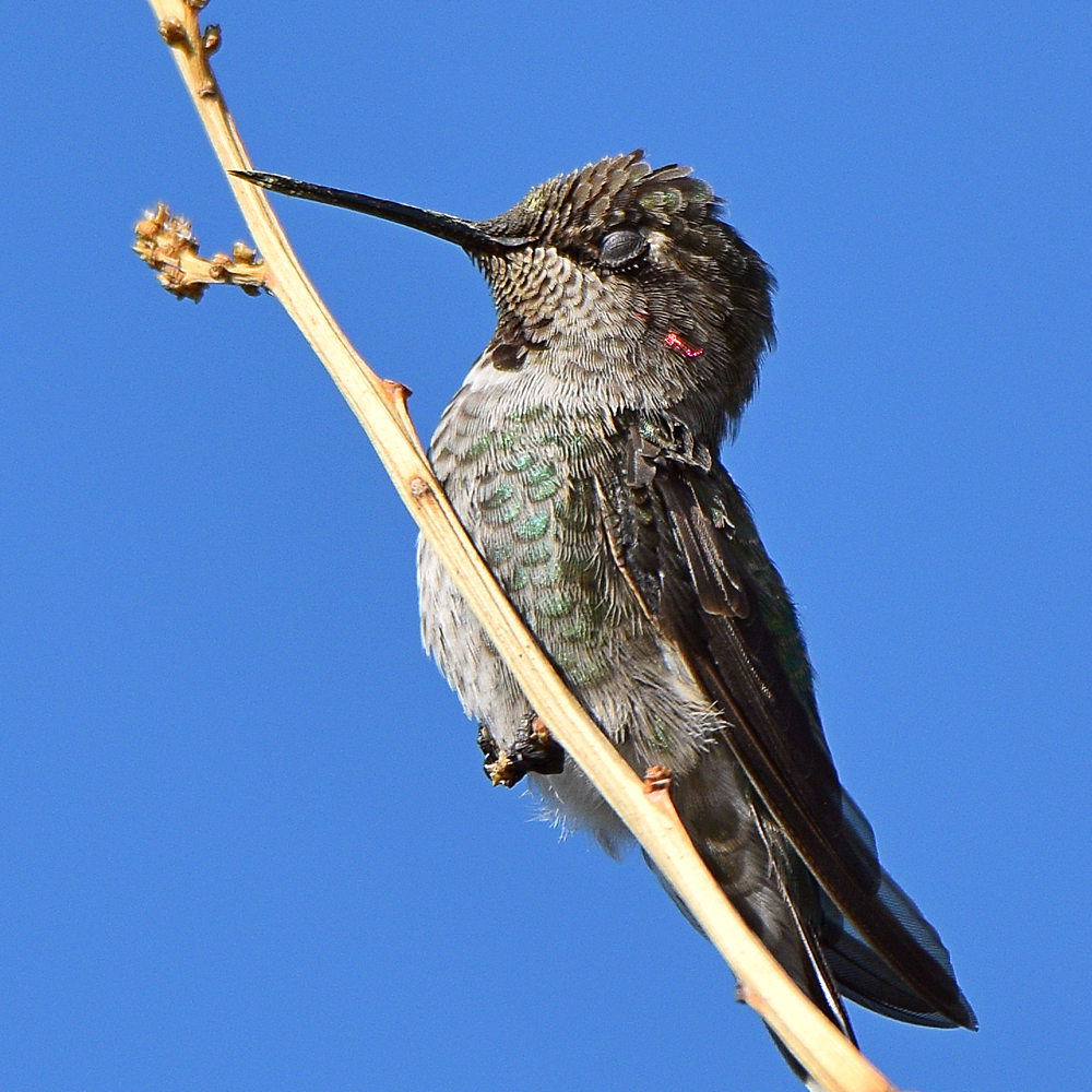 Hummer5.jpg