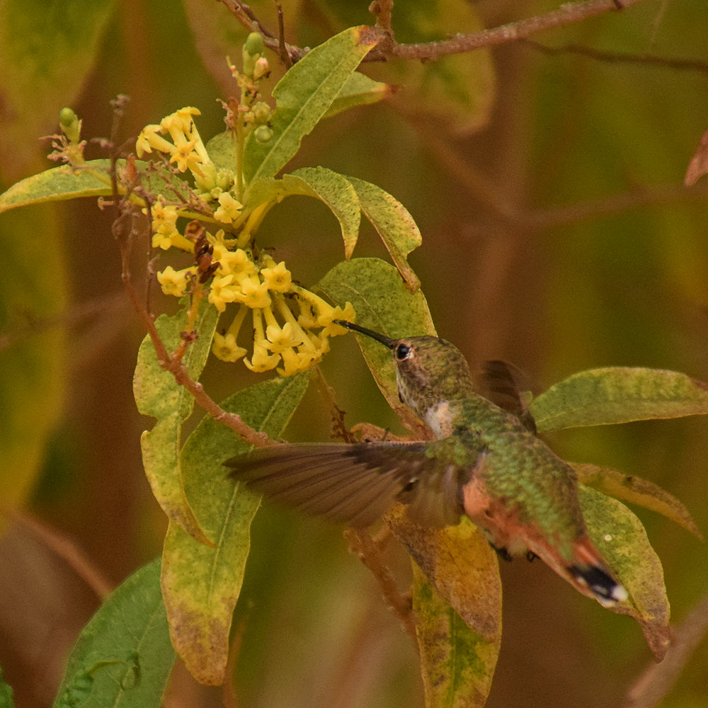 Hummer5.jpg