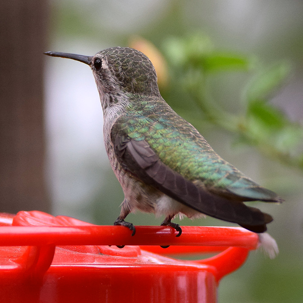 Hummer5.jpg