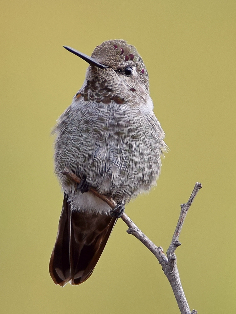 Hummer5.jpg