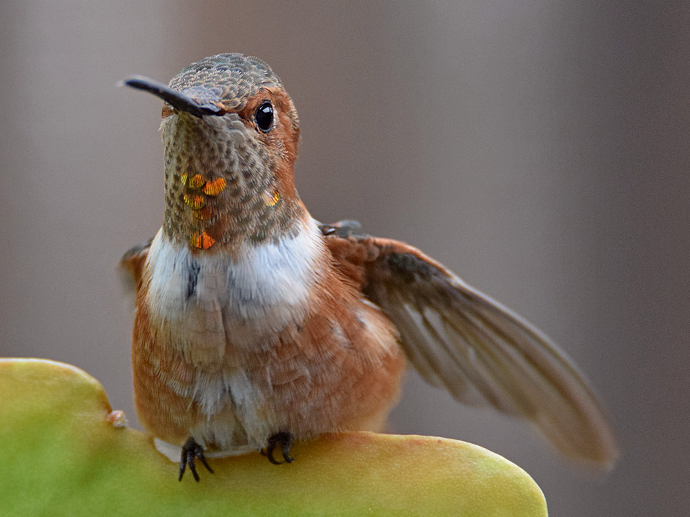 Hummer5.jpg