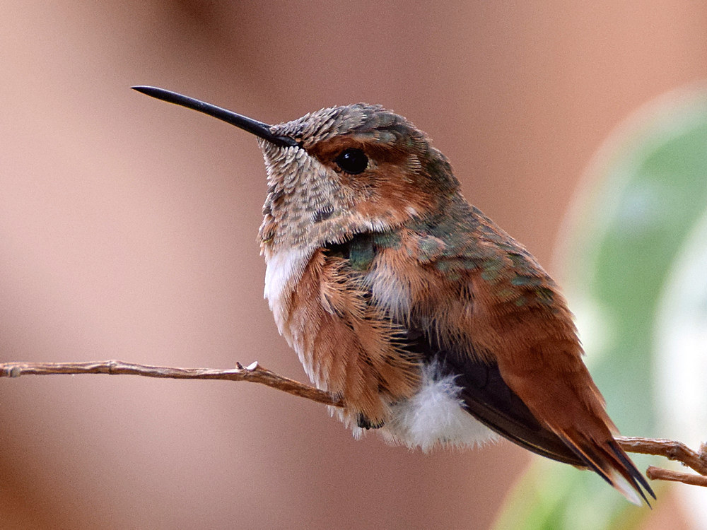 Hummer5.jpg