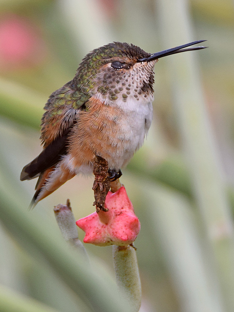 Hummer5.jpg