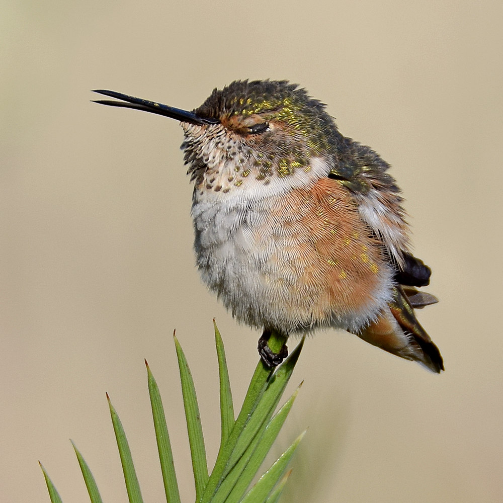 Hummer5.jpg