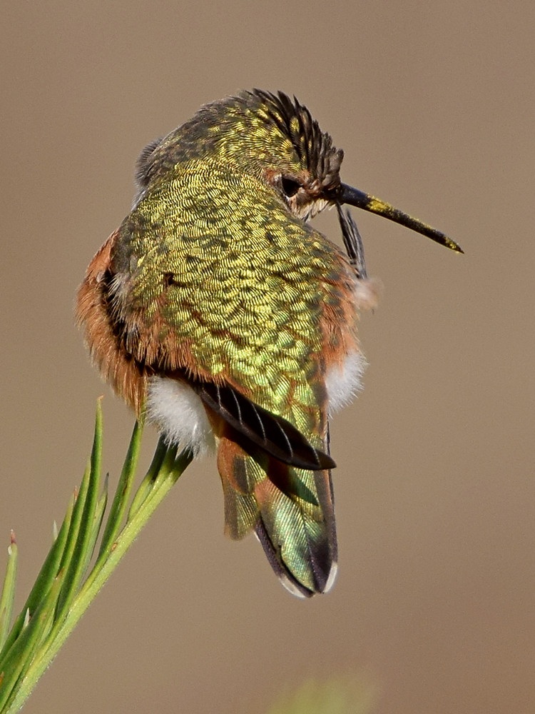 Hummer5.jpg