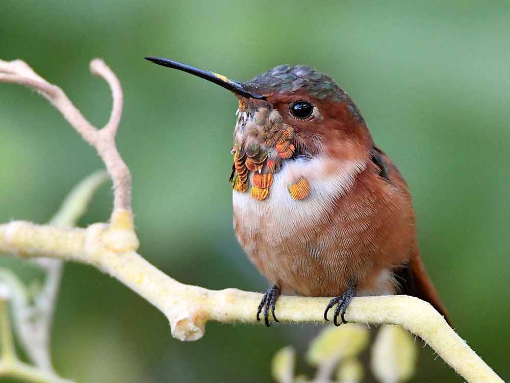 Hummer5.jpg