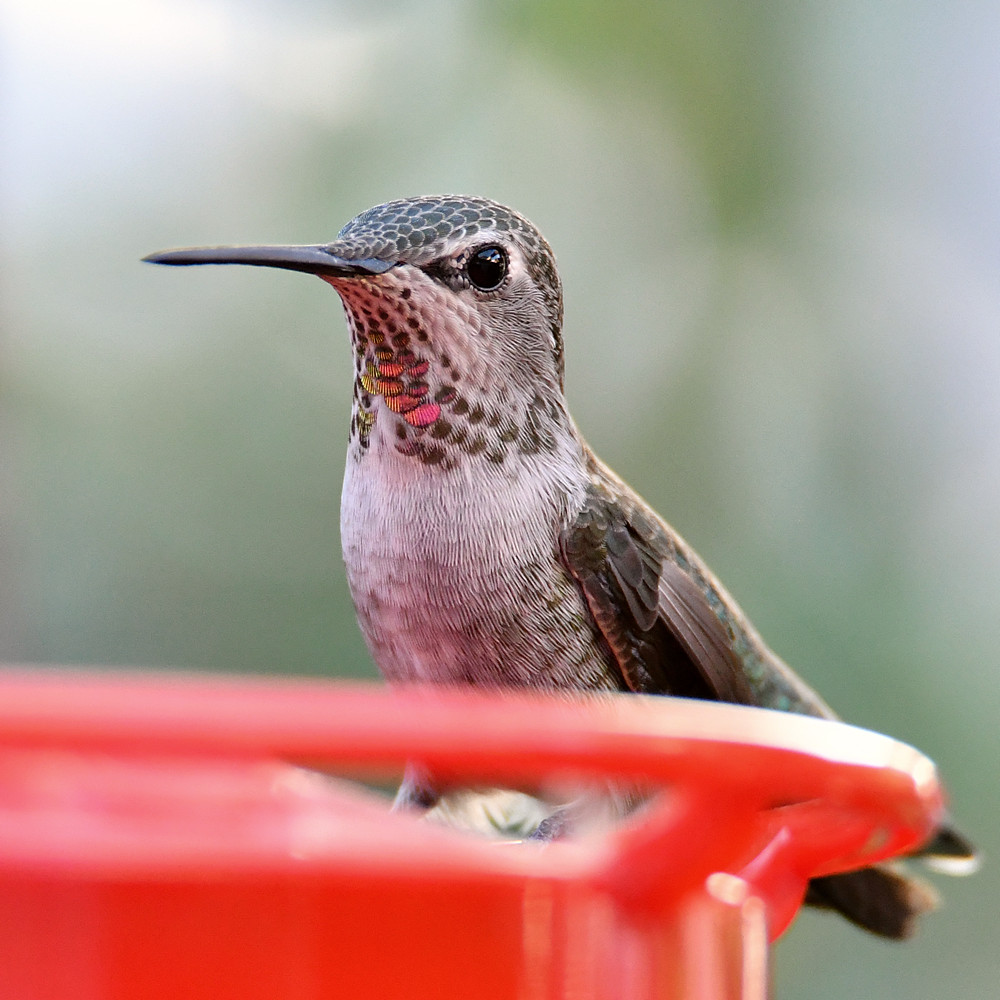 Hummer5.jpg