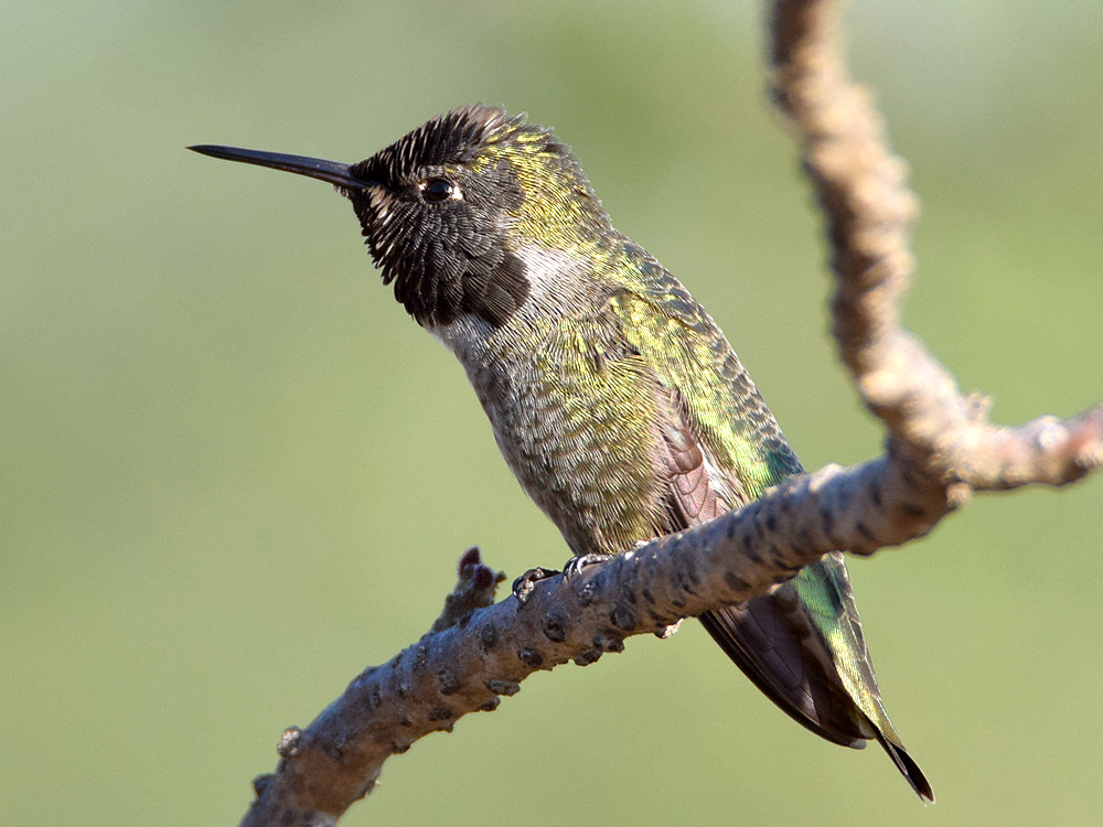 Hummer5.jpg