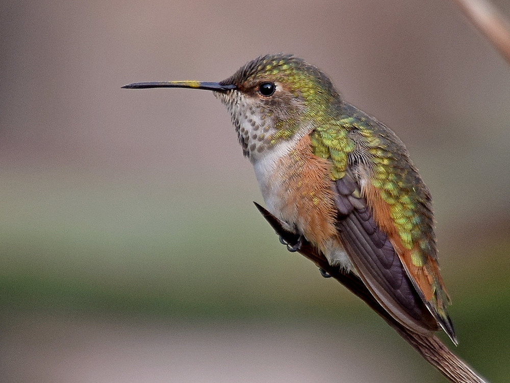Hummer5.jpg