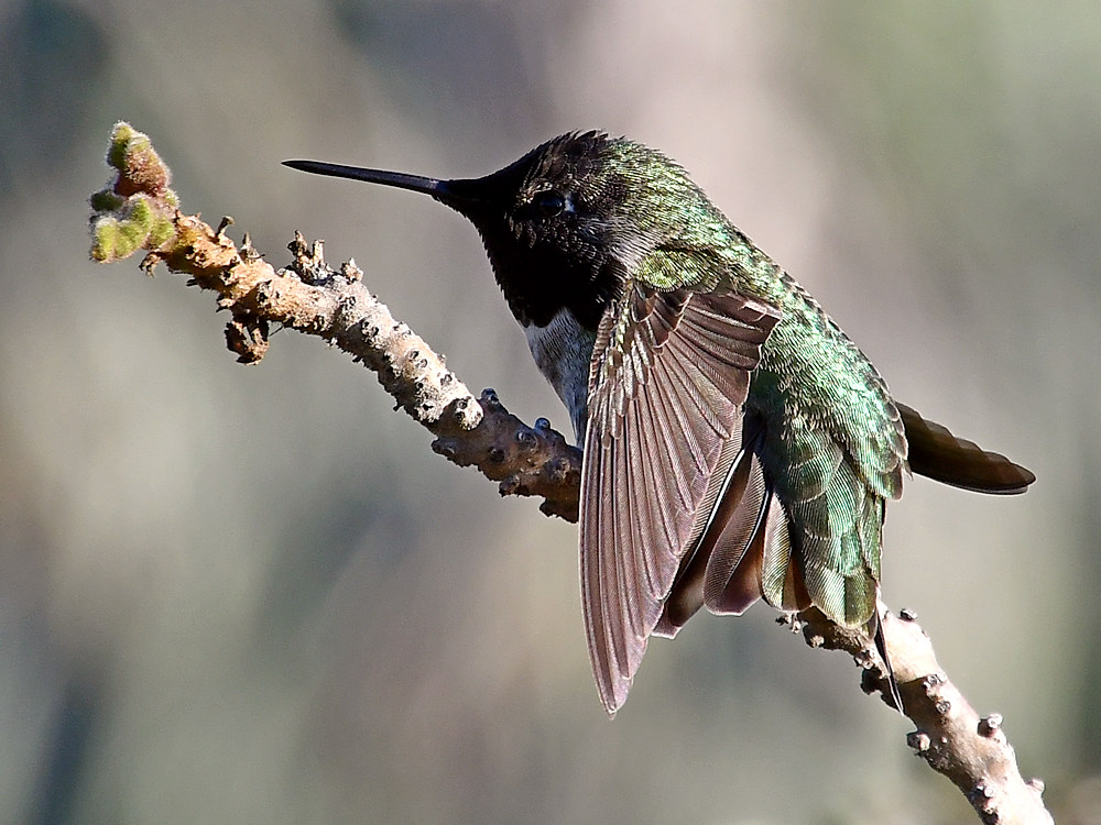 Hummer5.jpg