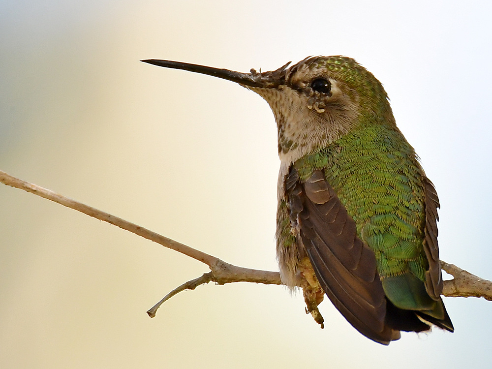 Hummer5.jpg