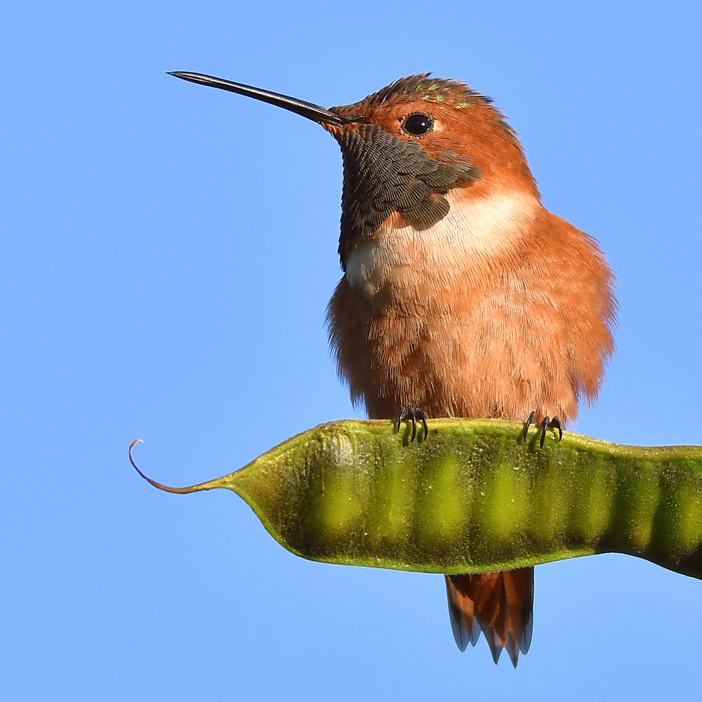 Hummer5.jpg