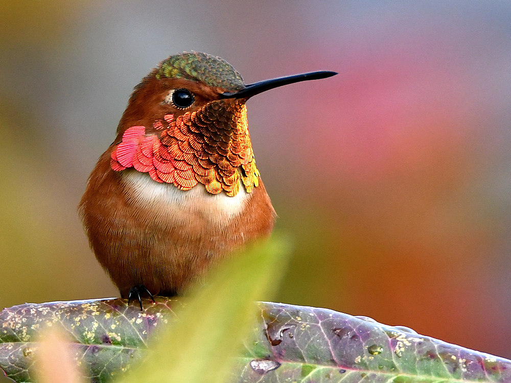 Hummer5.jpg
