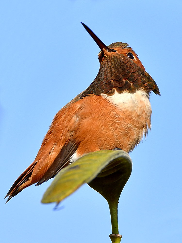 Hummer5.jpg