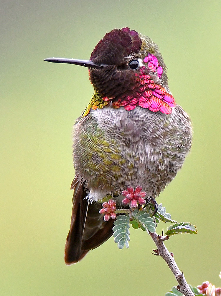 Hummer5.jpg