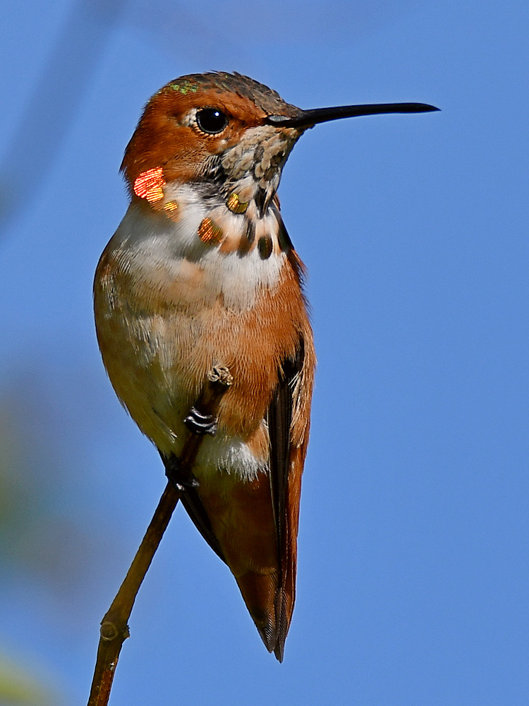 Hummer5.jpg