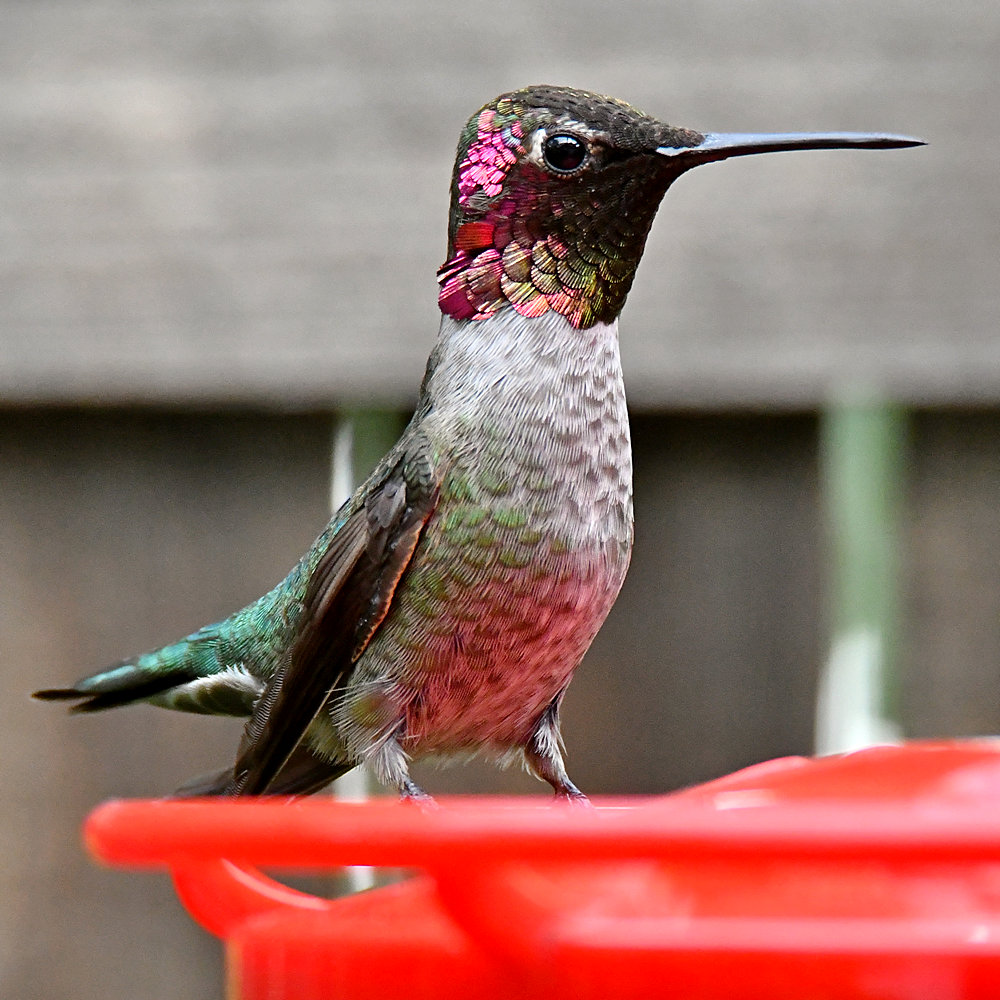 Hummer5.jpg