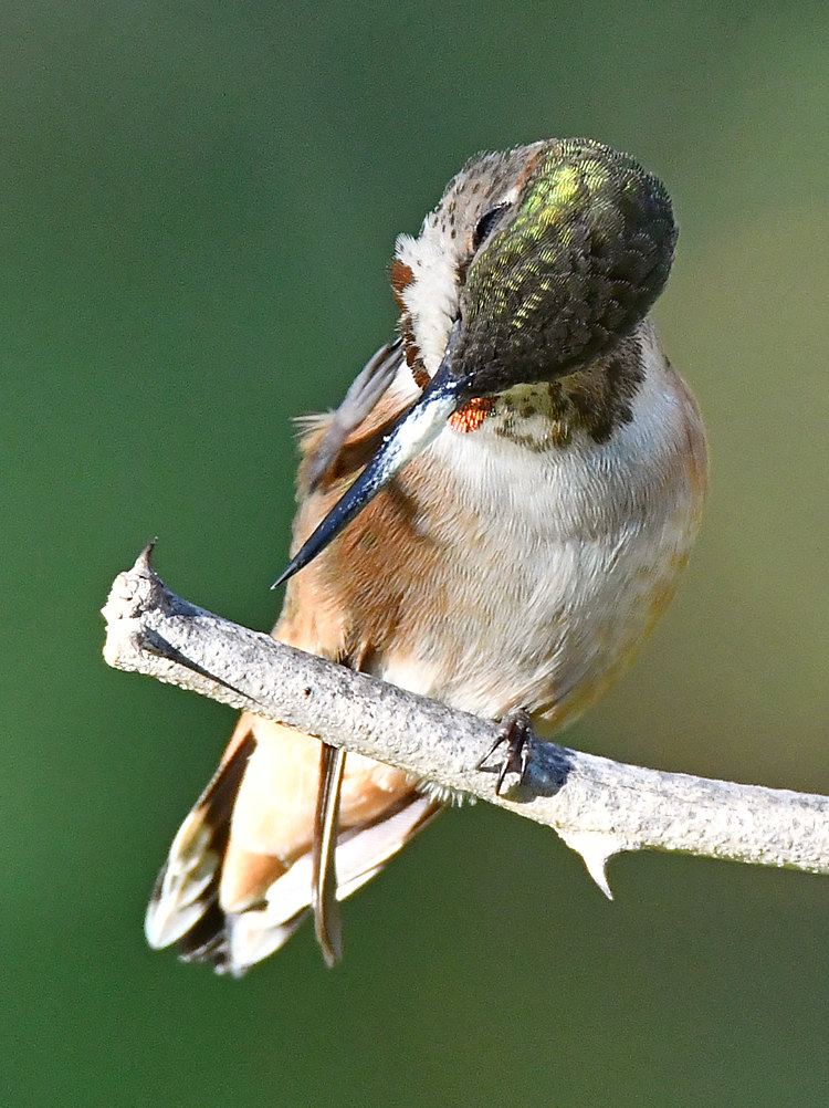 Hummer5.jpg