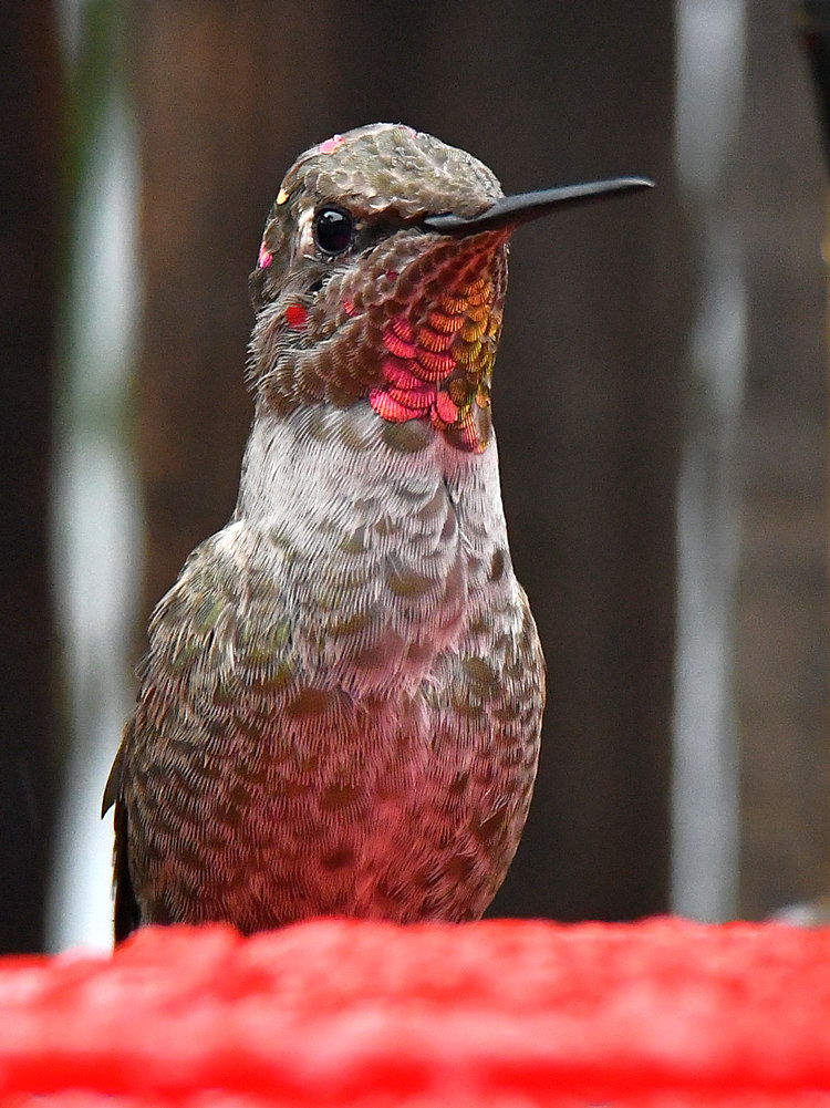 Hummer5.jpg