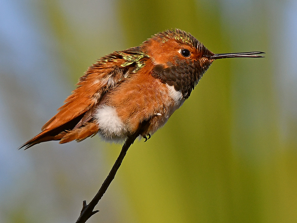 Hummer5.jpg