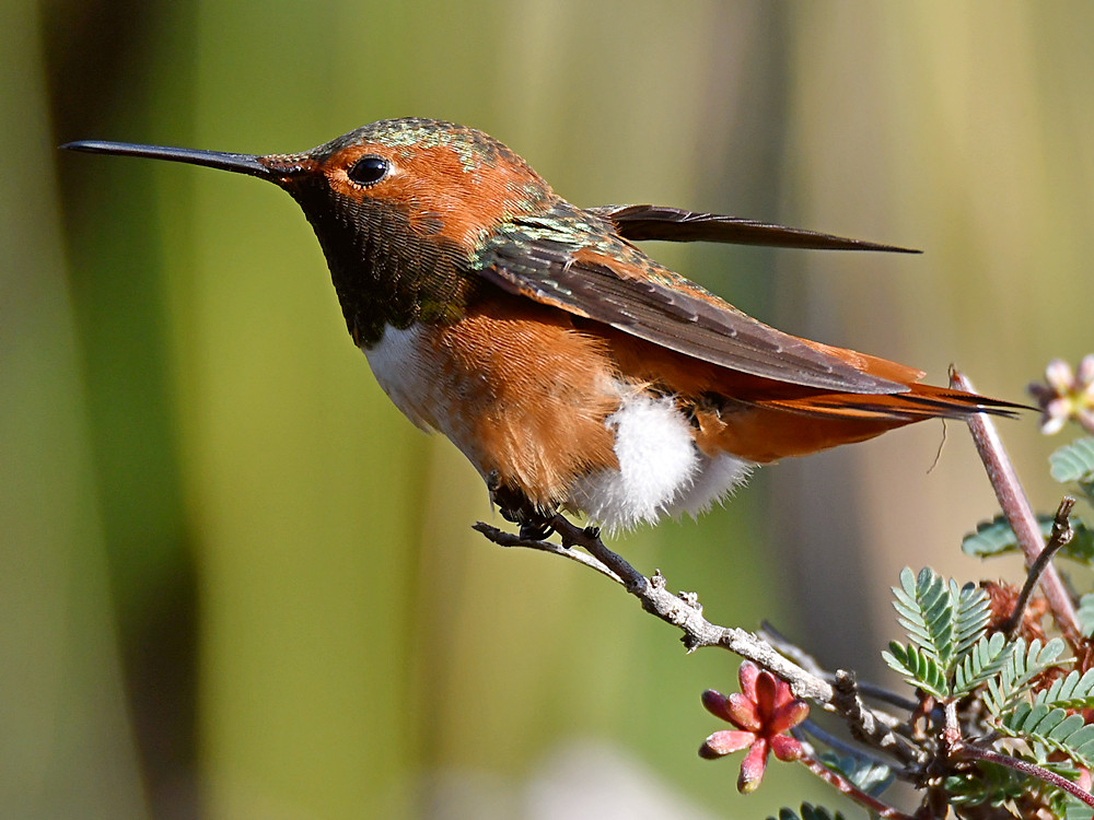 Hummer5.jpg