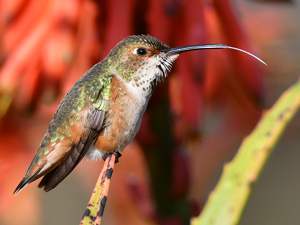 Hummer5.jpg