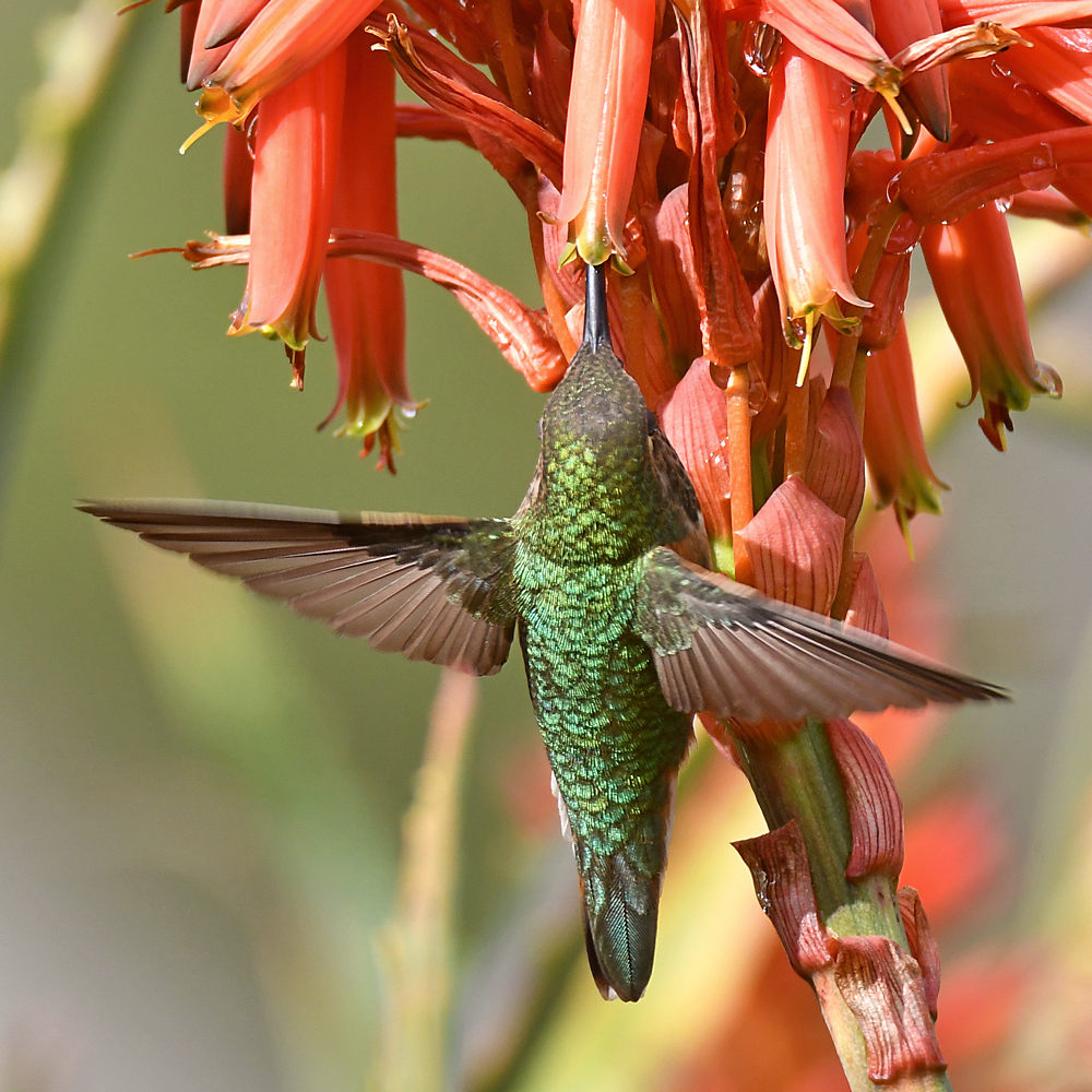 Hummer5.jpg