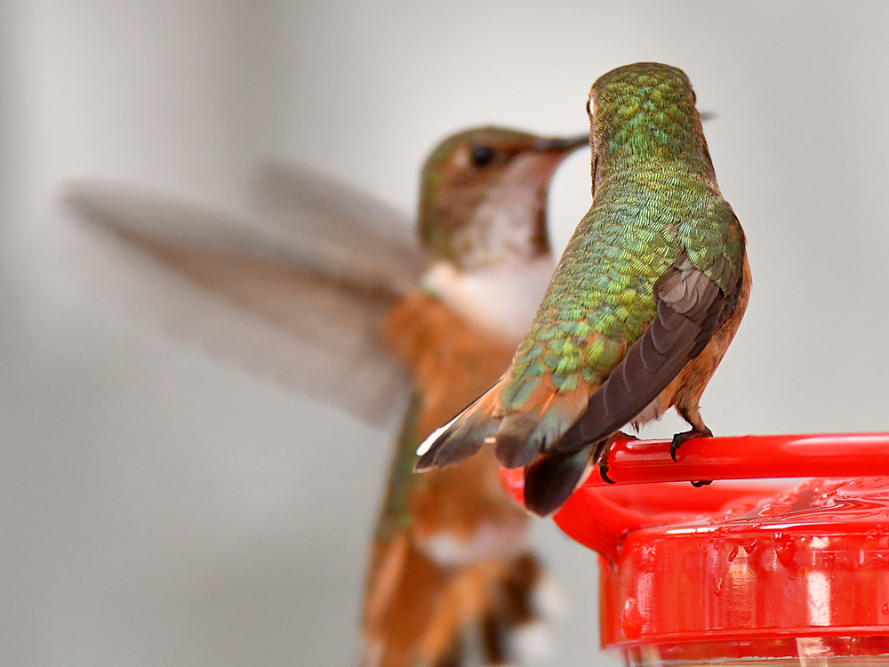 Hummer5.jpg