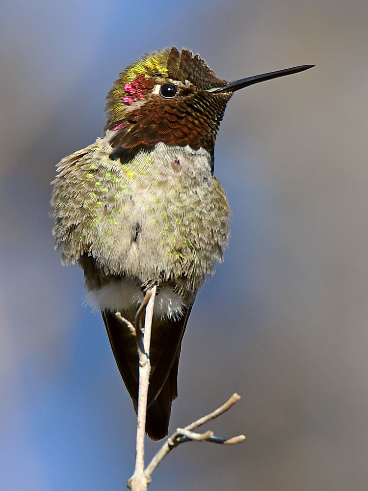 Hummer5.jpg