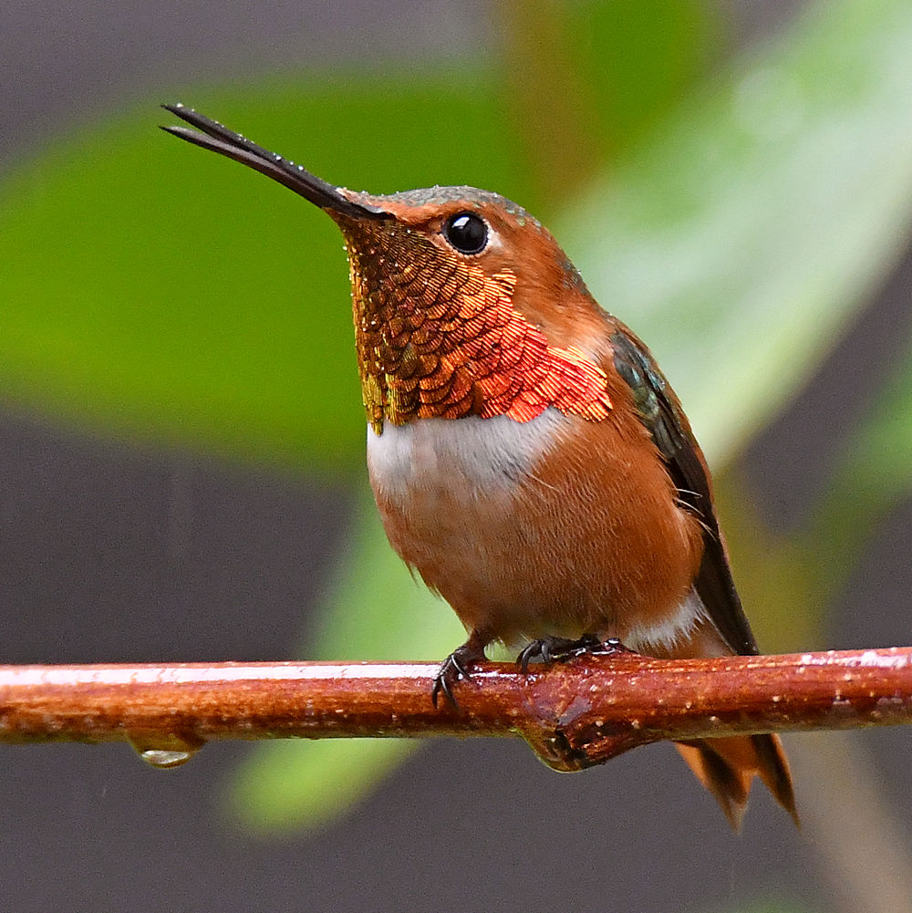 Hummer5.jpg