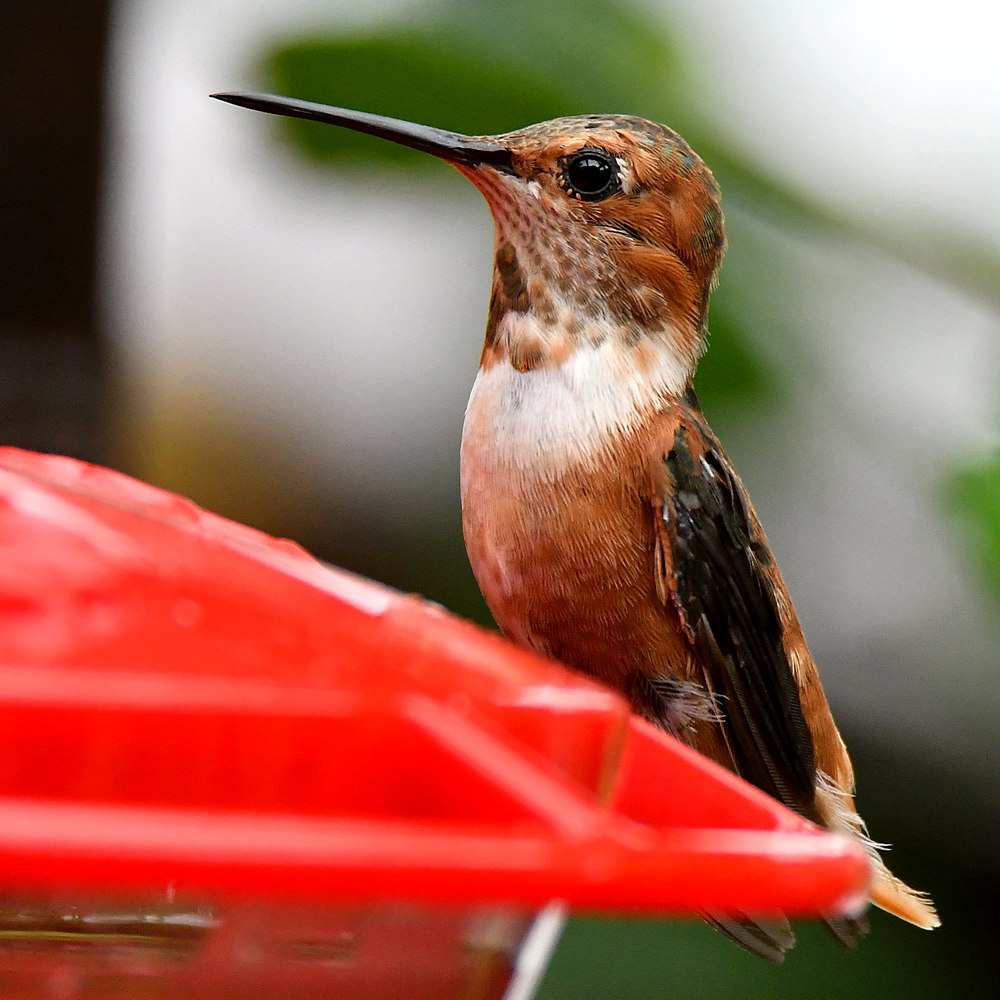 Hummer5.jpg