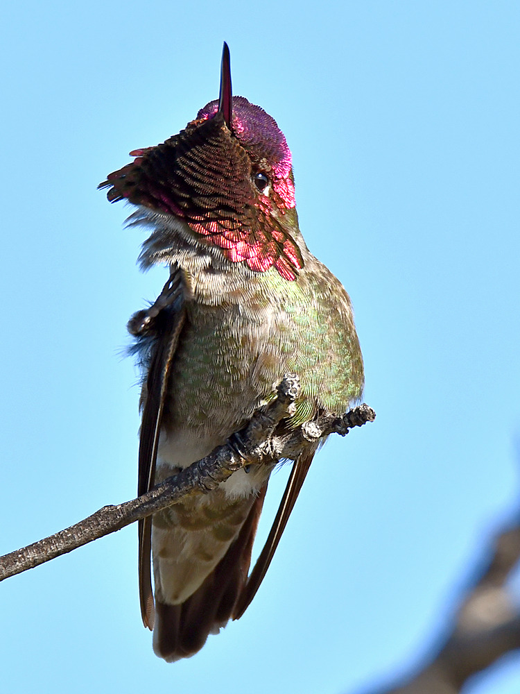 Hummer5.jpg