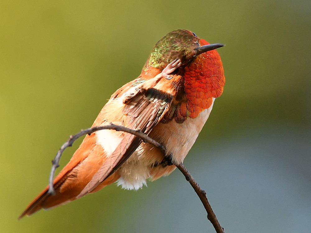 Hummer5.jpg
