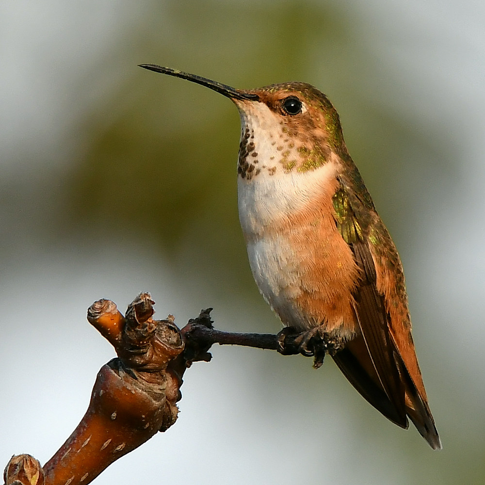 Hummer5.jpg