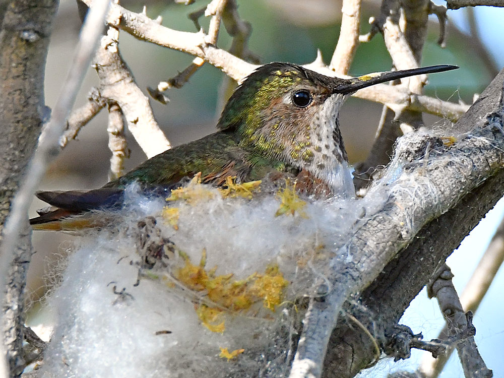 Hummer5.jpg