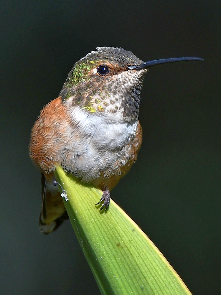Hummer5.jpg