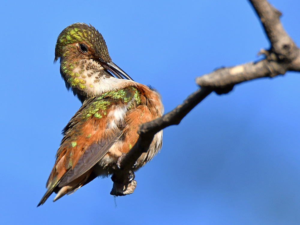 Hummer5.jpg