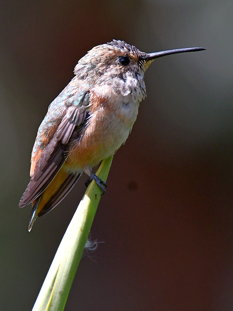 Hummer5.jpg