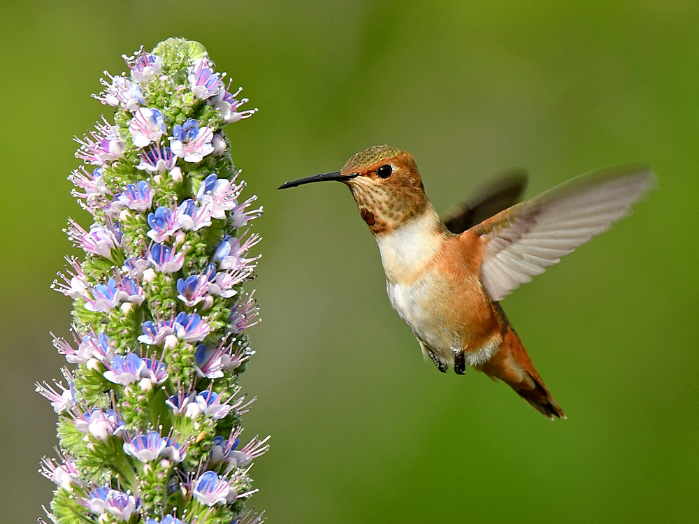 Hummer5.jpg