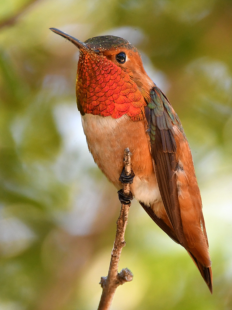 Hummer5.jpg